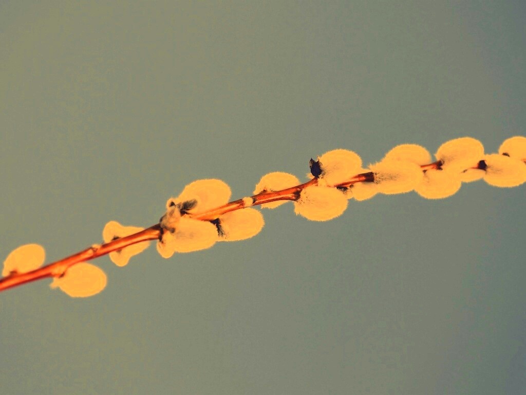 Пушистые почки обои