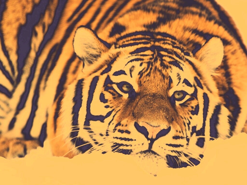 Тигр в снегу обои