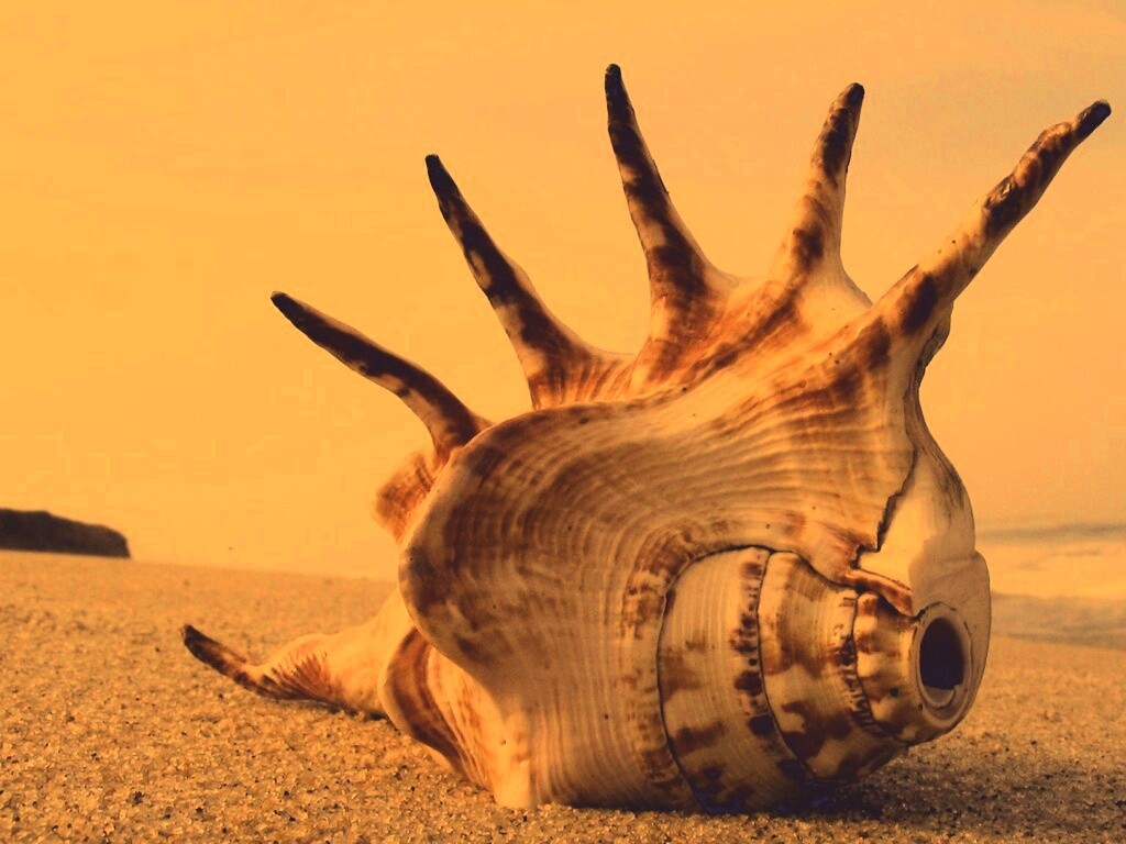 Раковина с гребнем обои