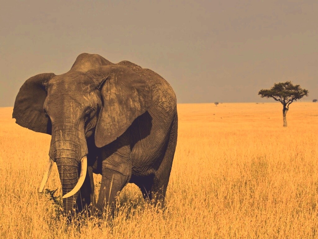 Африканский слон обои