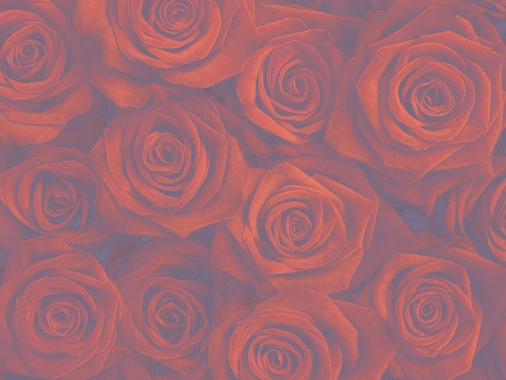 Букет красных роз обои