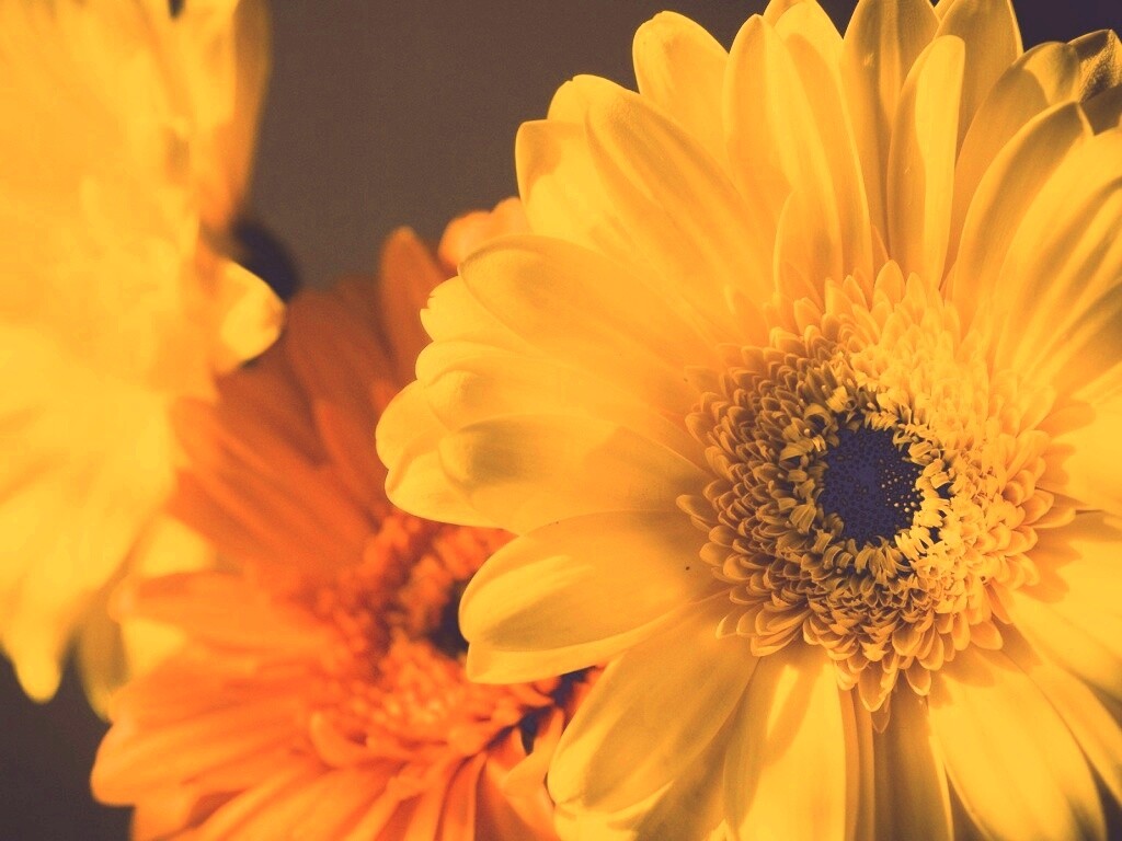 Желтый гербер обои