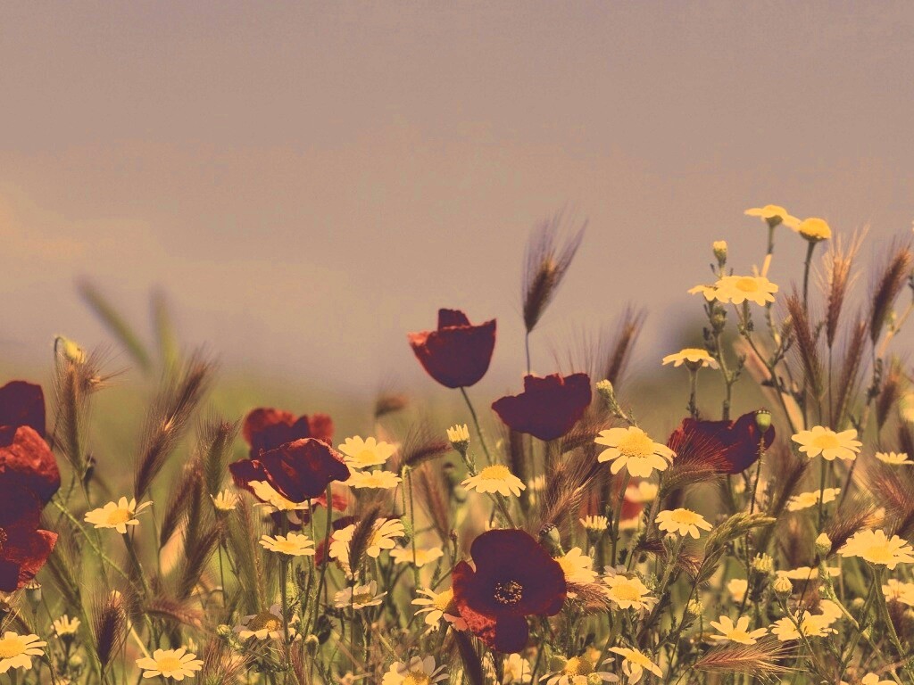 Цветы в поле обои