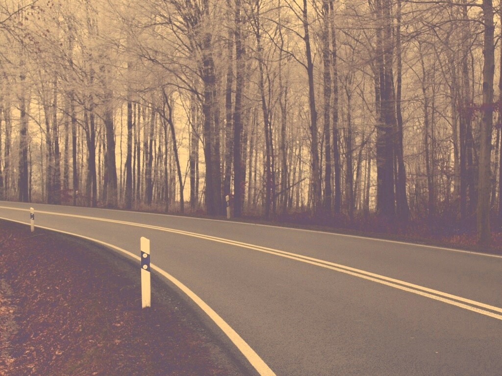 Дорога в осеннем лесу обои