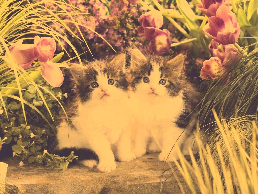 Котята в цветах обои