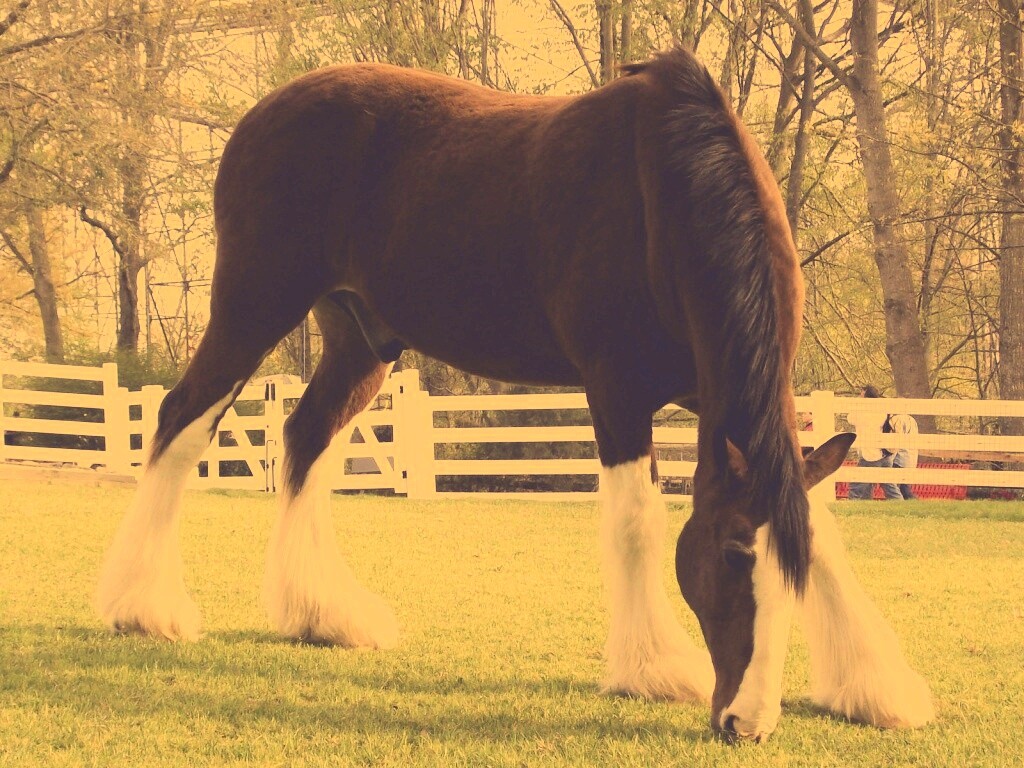 Лошадь с лохматыми ногами обои