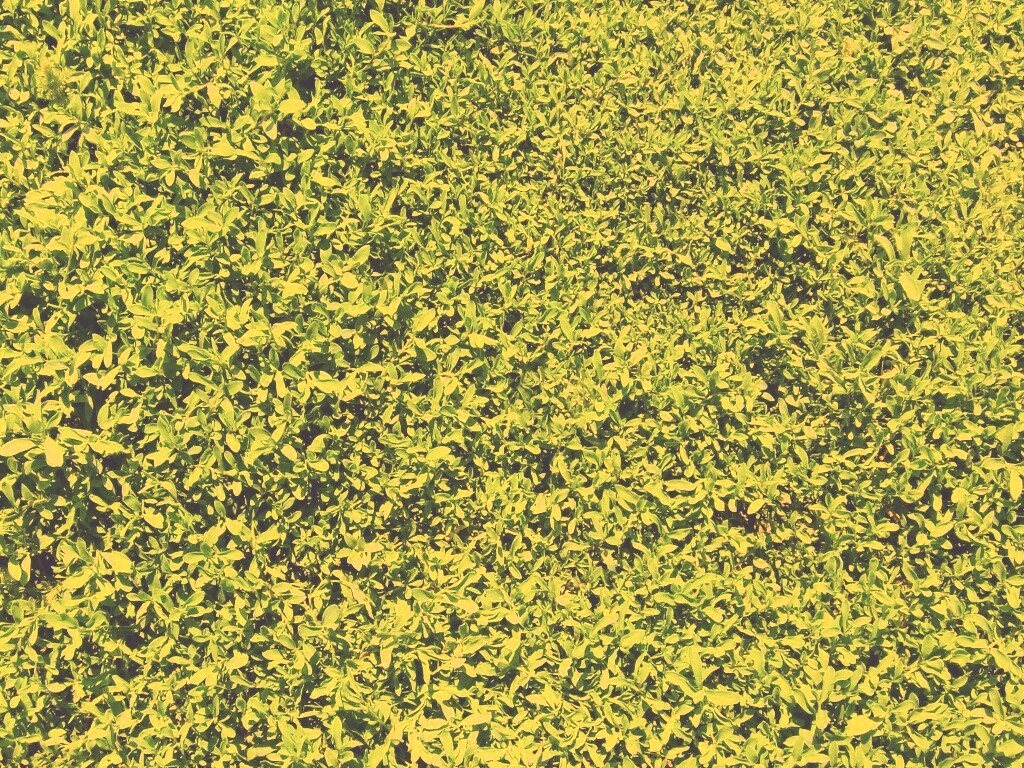 Чайные листья обои