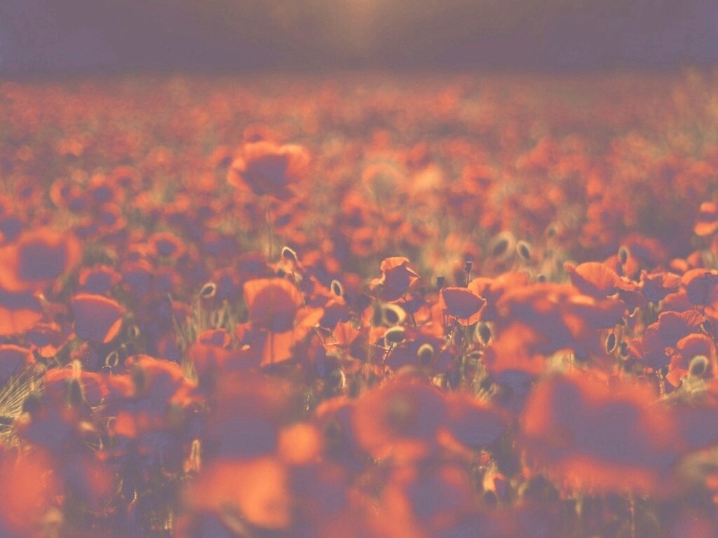 Маки в полях обои