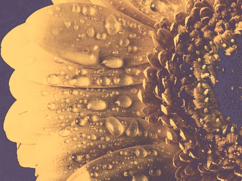 Капли на лепестках гербера обои