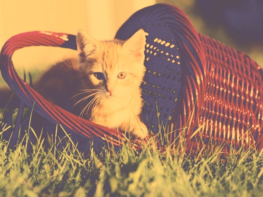 Рыжий котенок в корзине обои