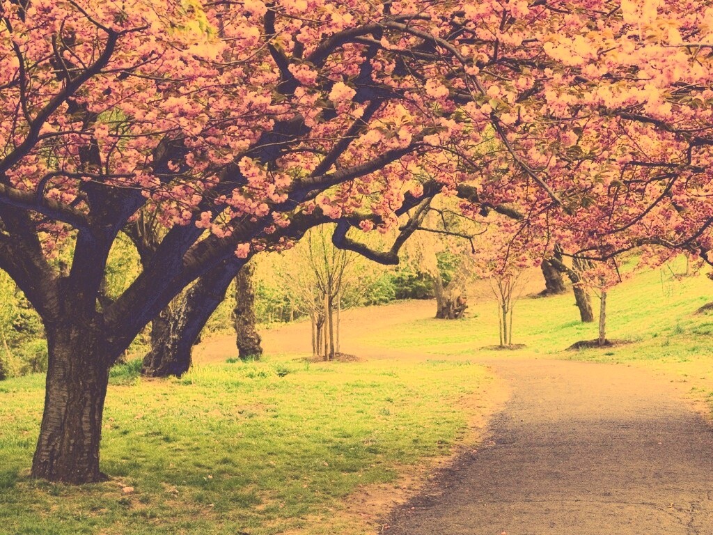 Дорожка между деревьями обои