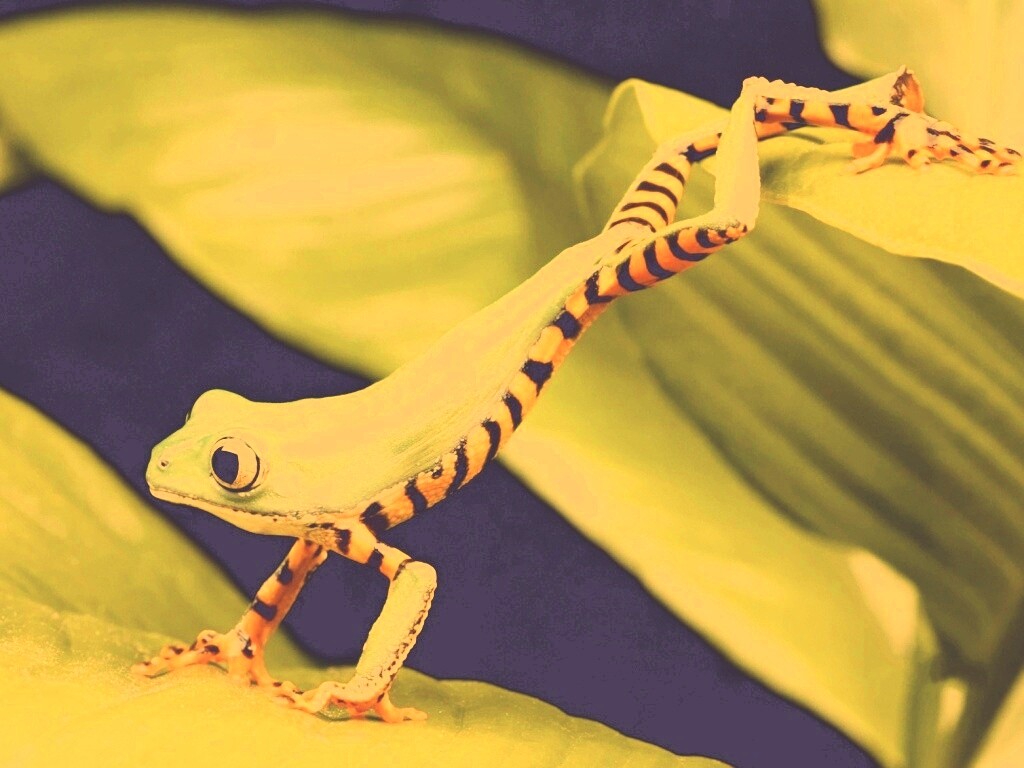 Лягушка переползает с листа на лист обои