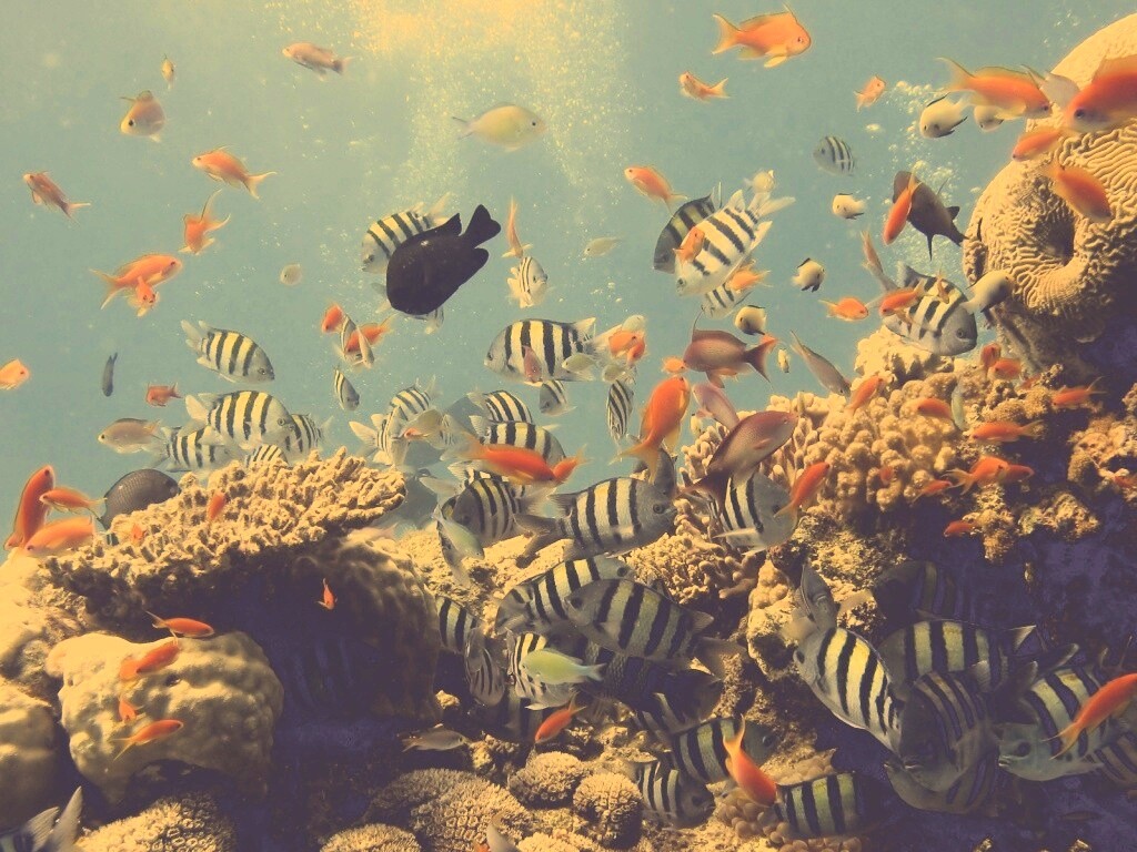 Жизнь в корраловом рифе обои