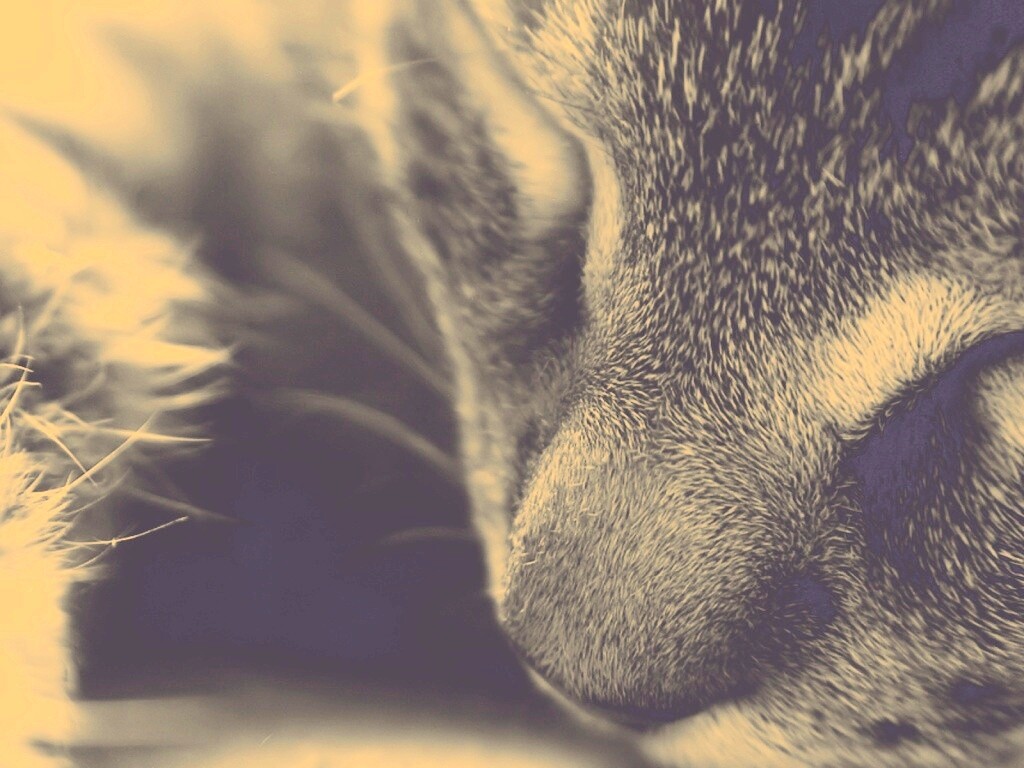 Мордочка кота обои