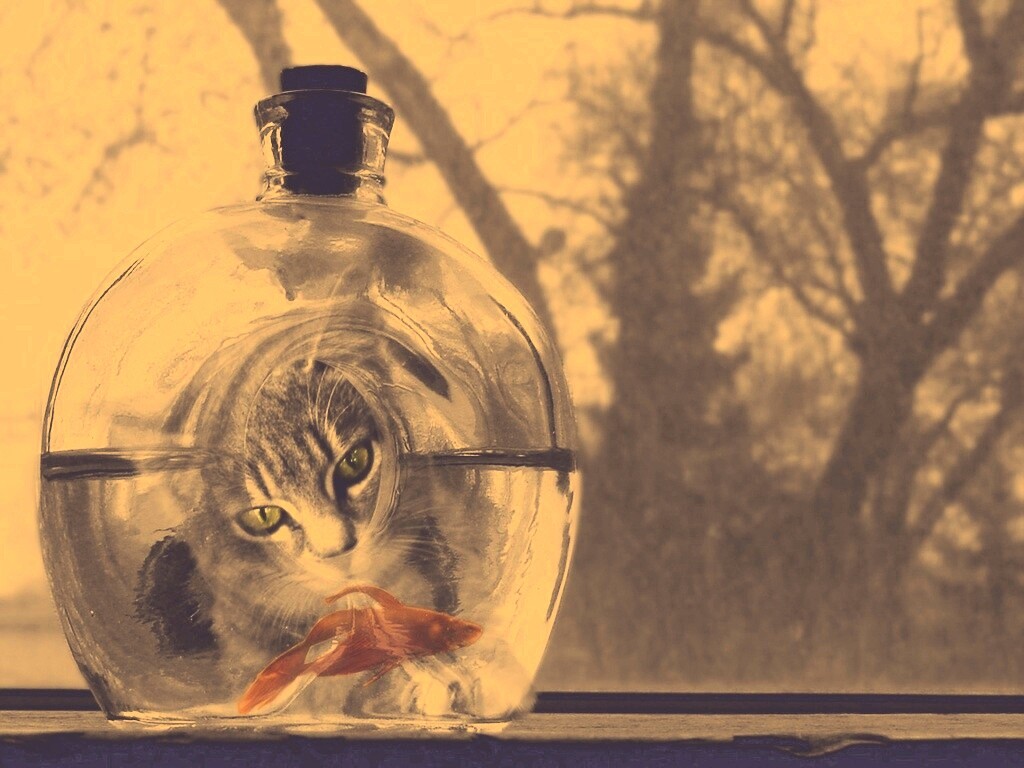 Кот наблюдает за рыбкой в бутылке обои