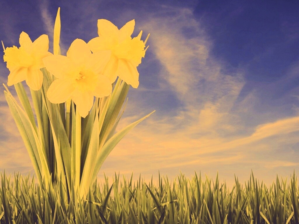 Букет цветов в траве обои