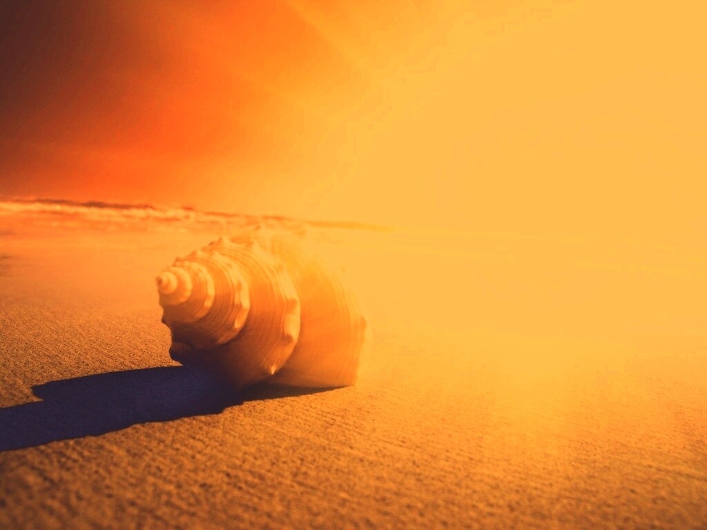 Золотистая ракушка обои