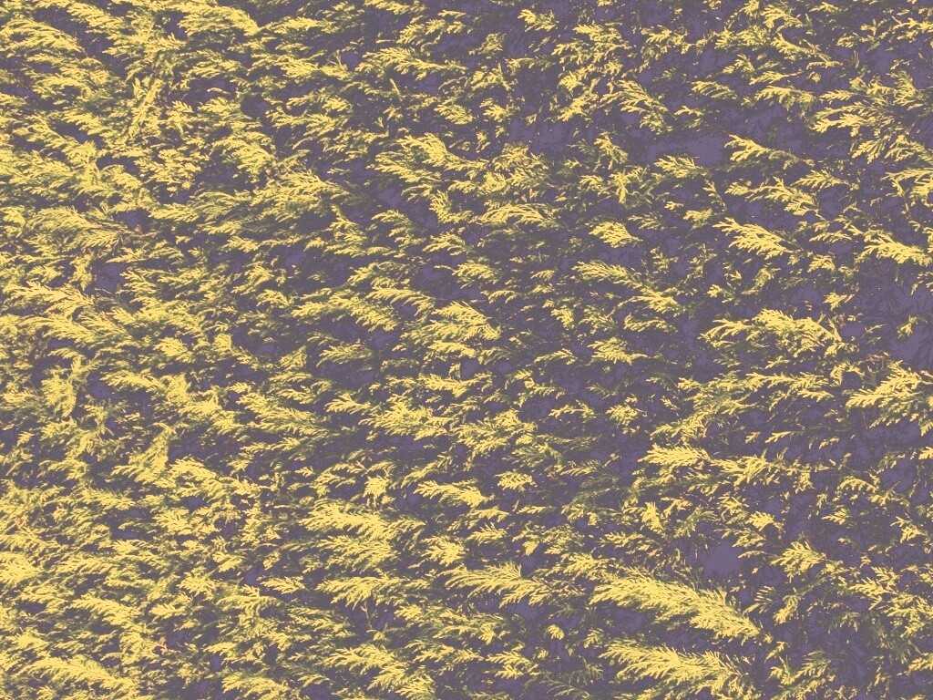 Густые хвойные заросли обои