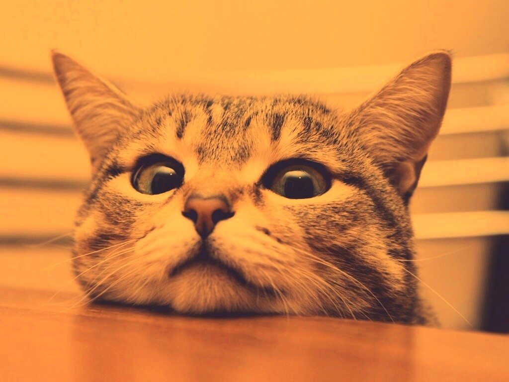 Любопытный котейка обои