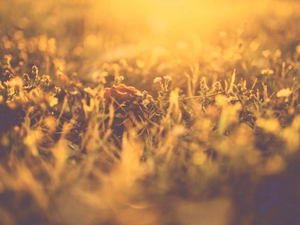 Полевые цветы в закатном солнце обои