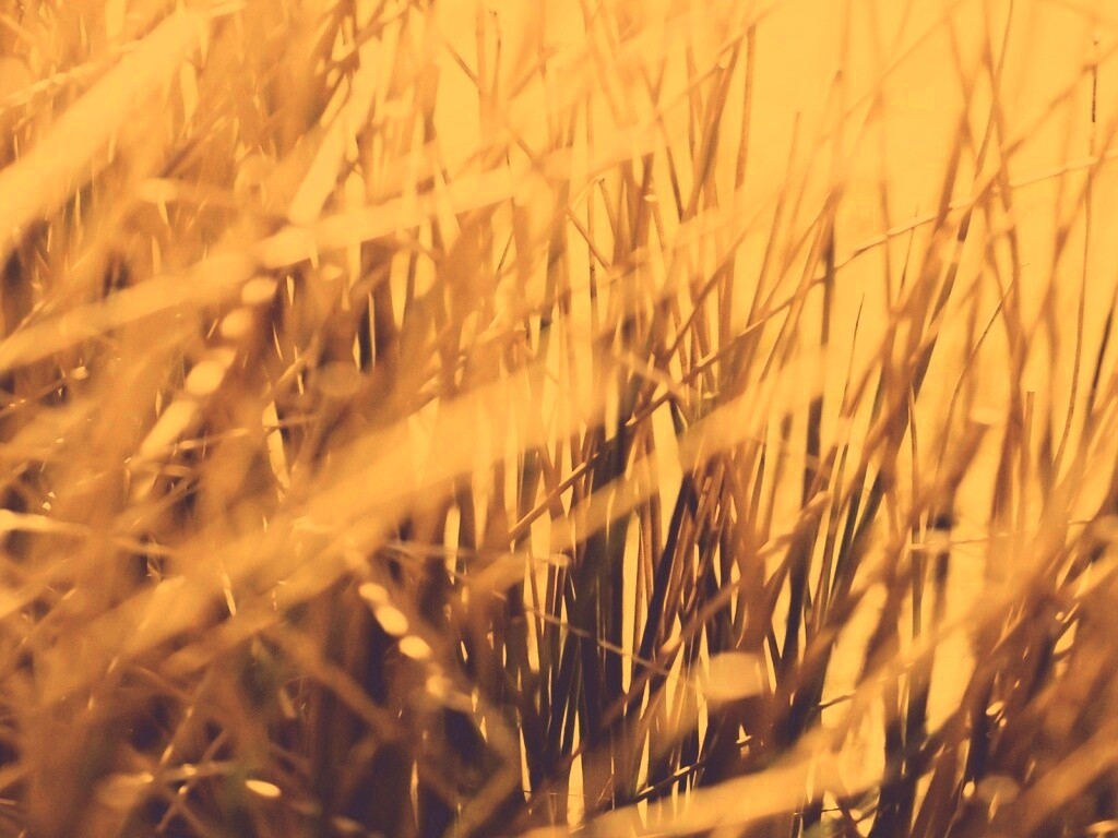 Высохшие травяные стебли обои