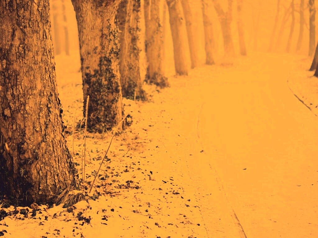 Дорога в зимнем лесу обои