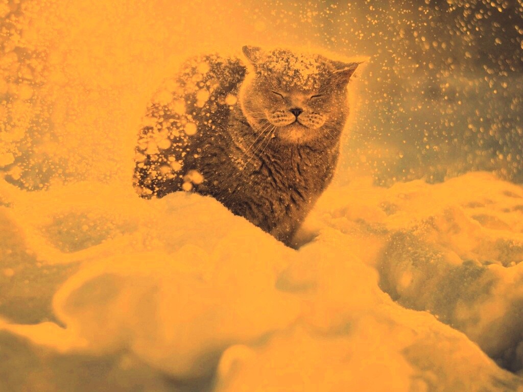 Британце в снегу обои