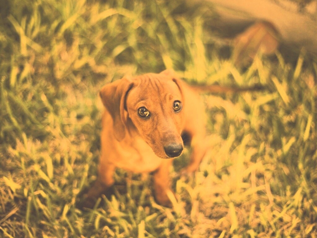 Маленькая милая такса обои