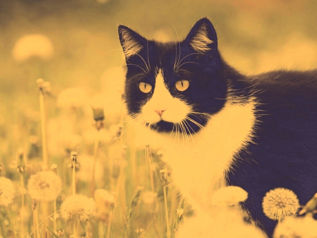 Кот в одуванчиках обои