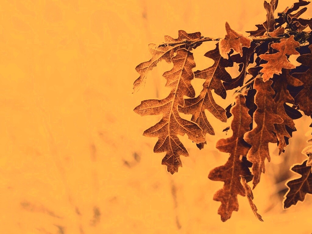 Дубовые листья обои