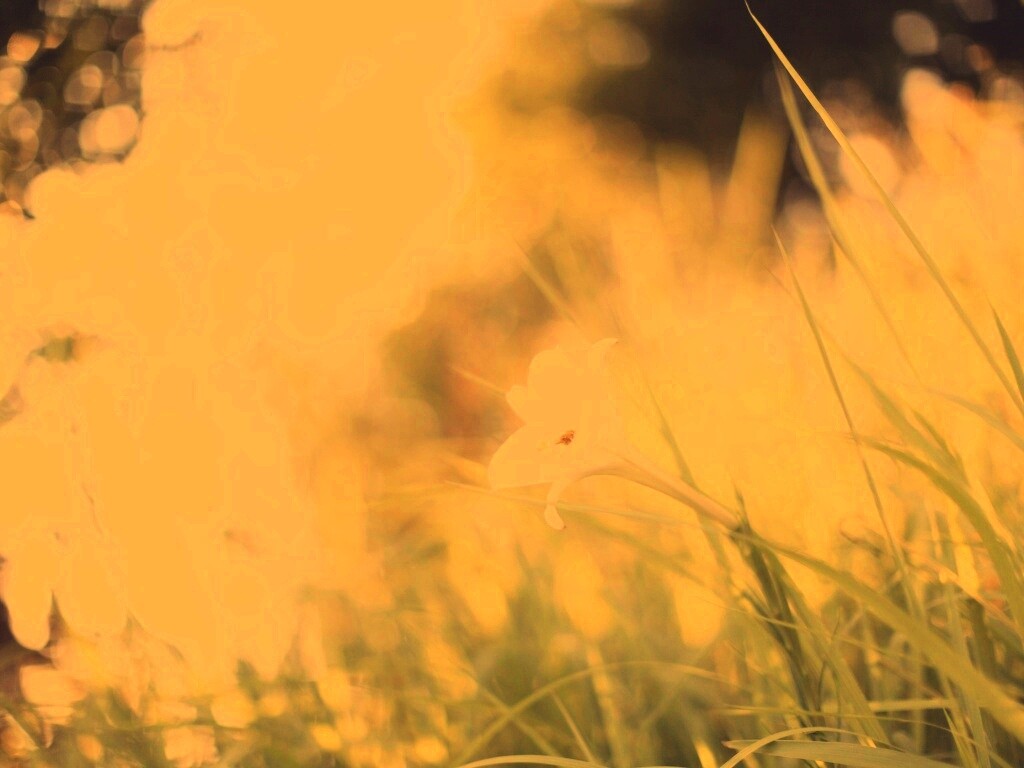 Цветок затерявшийся в траве обои