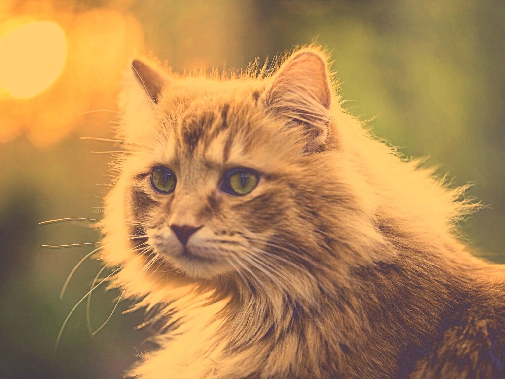 Рыжий кот в лучах солнца обои