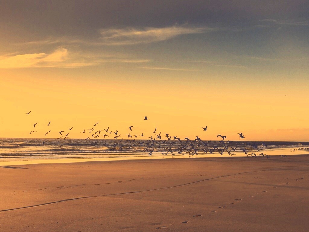 Стая птиц на пляже обои