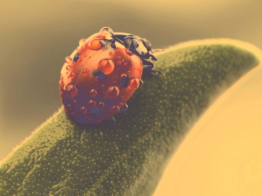 Божья коровка в макро обои