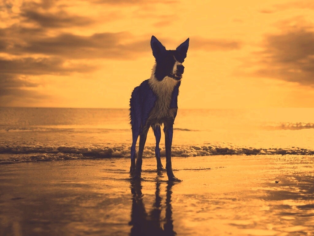 Собачка на пляже обои