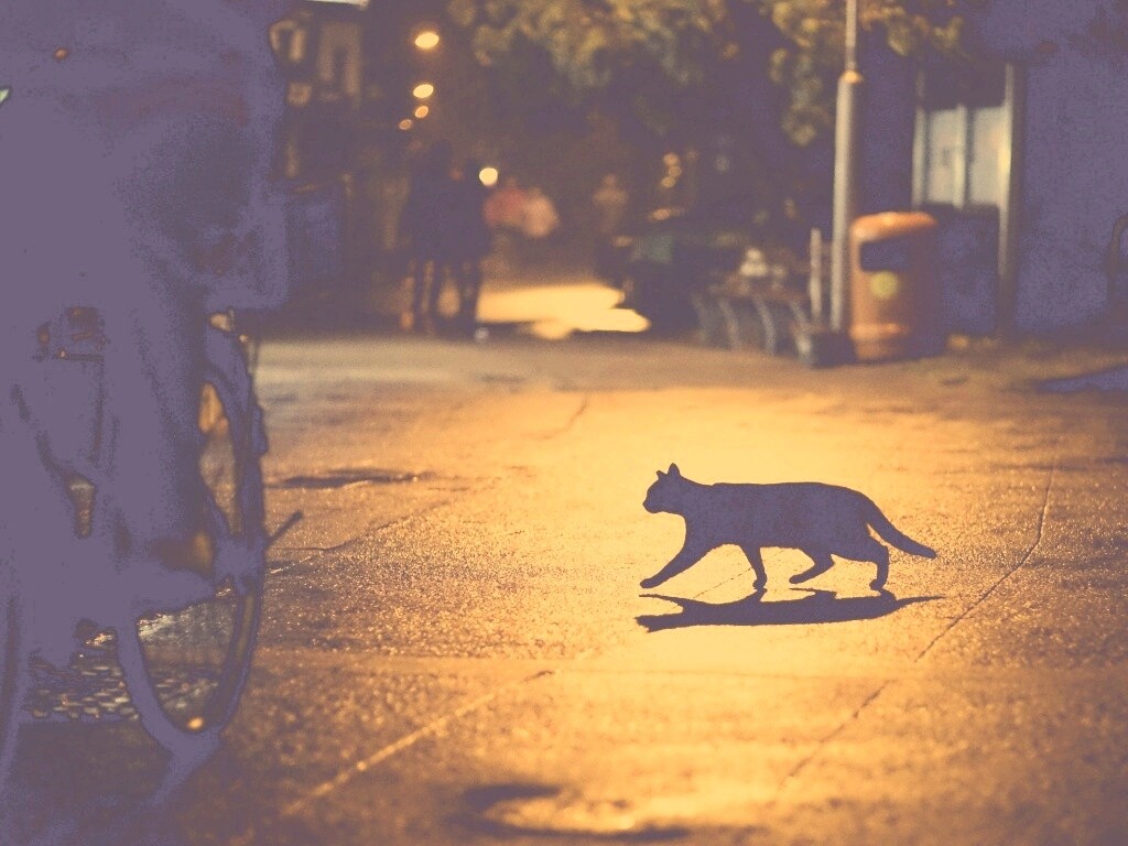 Кошка на ночной улице обои