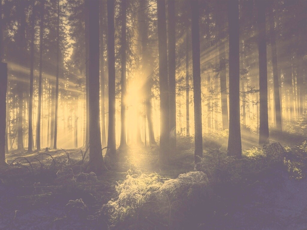 Свет пробивается сквозь стволы деревьев обои