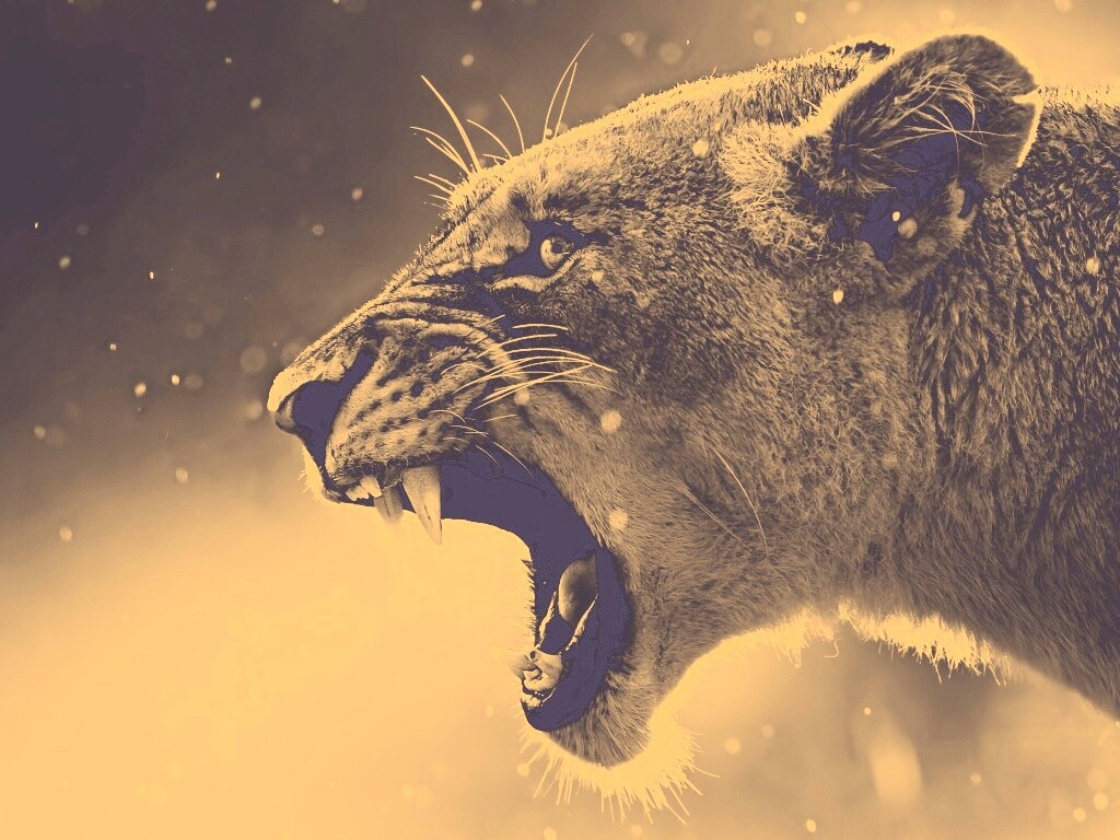 Грозный львиный рык обои