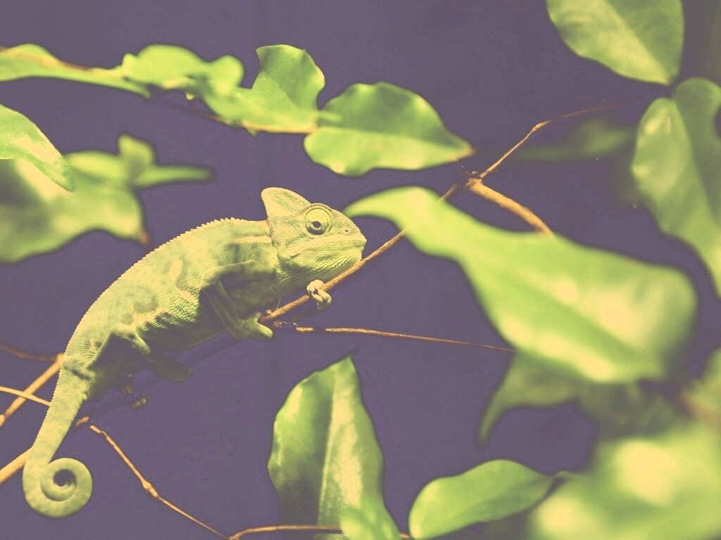 Хамелеон в листве обои