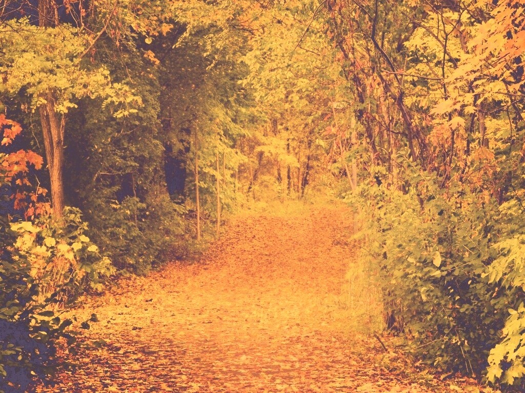 Дорожка в осеннем лесу обои