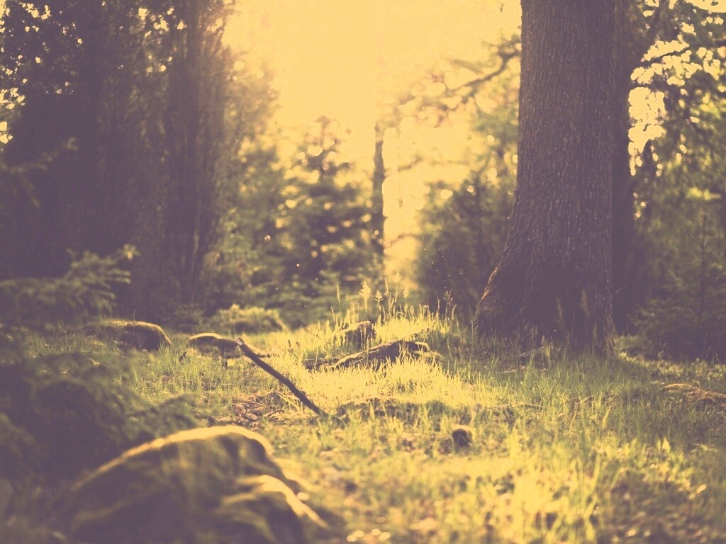 Лето в лесу обои