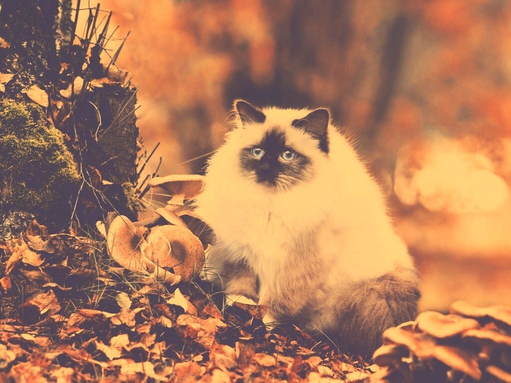 Пушистый кот среди пожелтевшей листвы обои