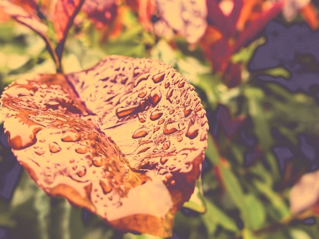 Красный лист в каплях воды обои