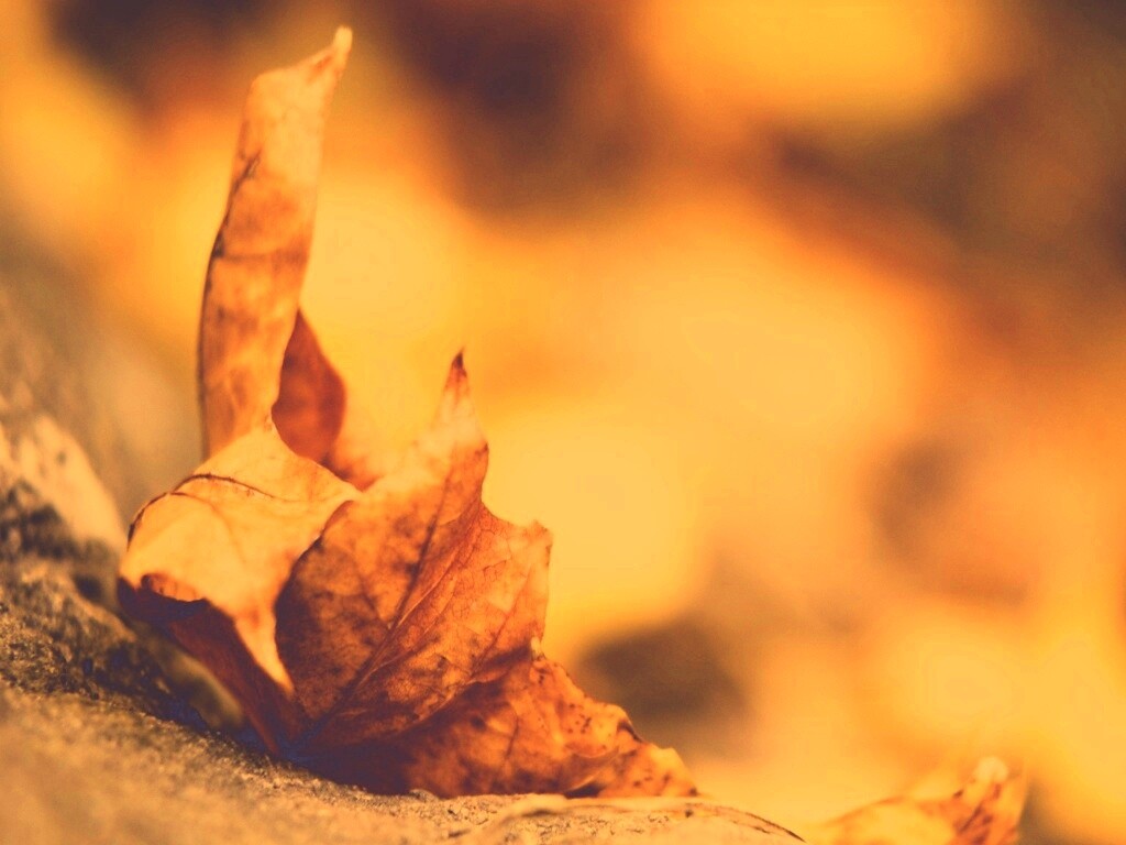 Пламенеющий осенний лист обои