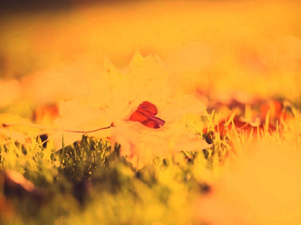 Листик в форме сердца обои