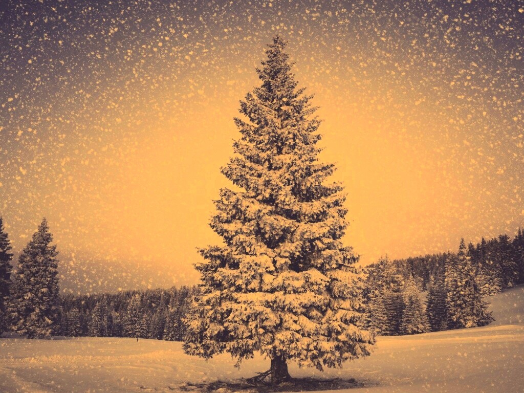 Ель в снегопад обои
