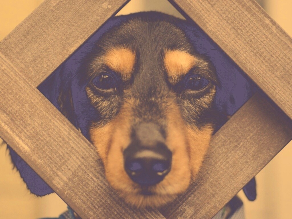 Мордочка в заборе обои