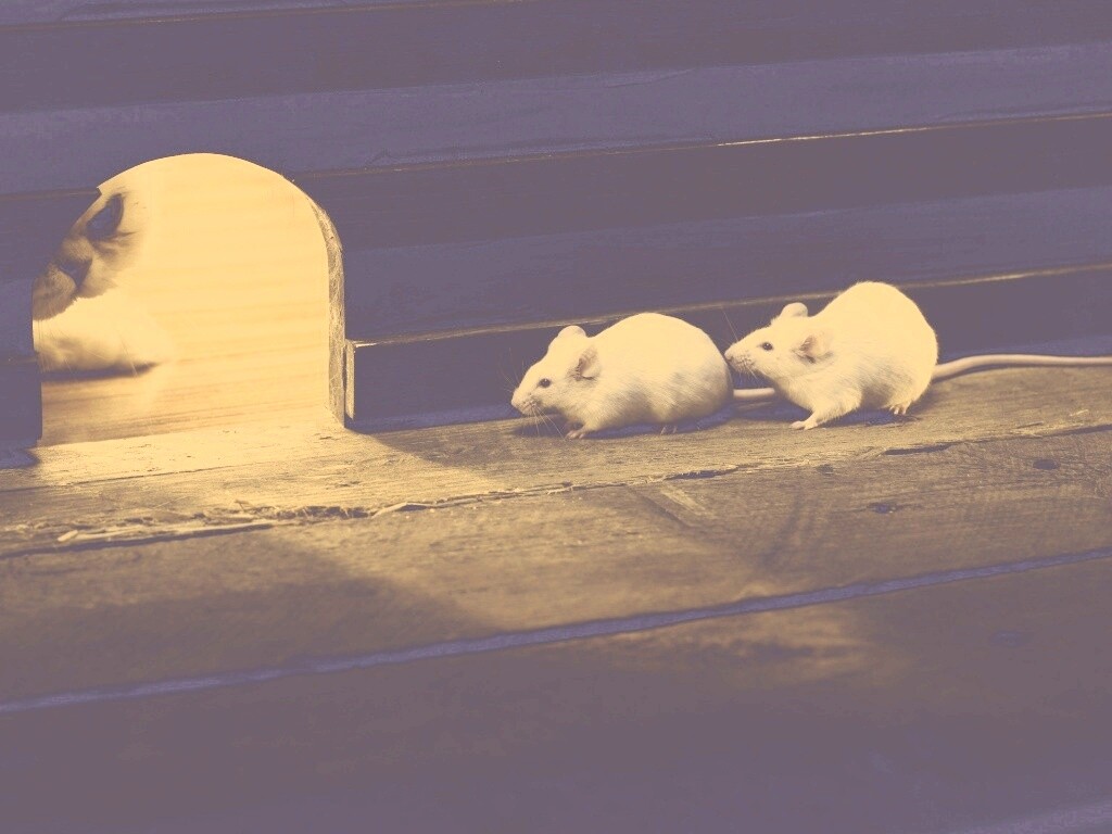 Кошки - мышки обои