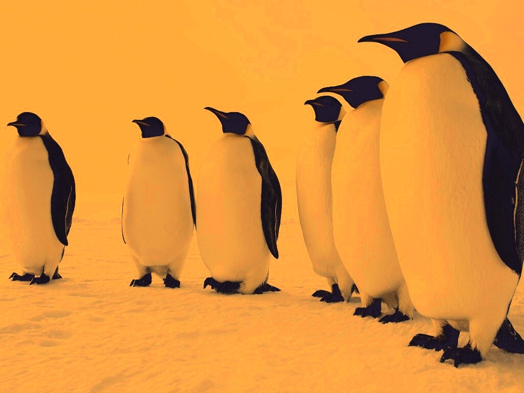 Слет пингвинов обои
