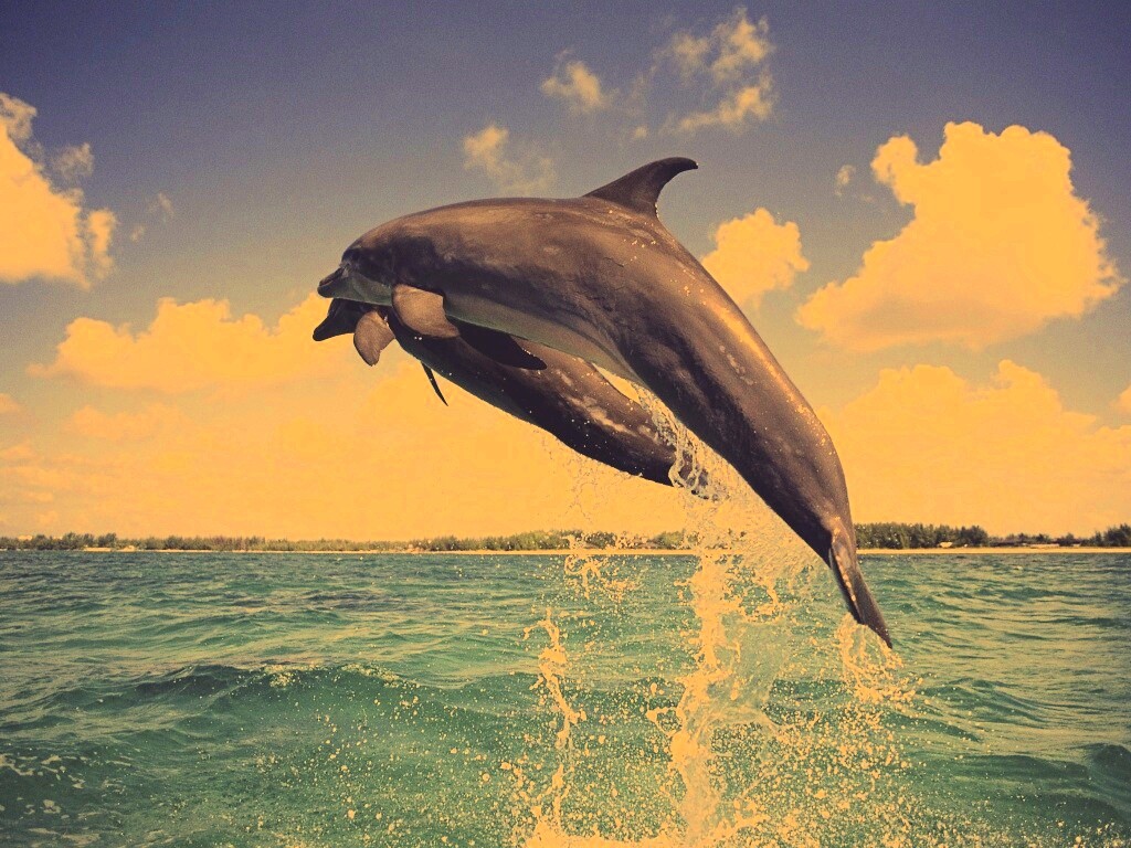 Дельфины обои